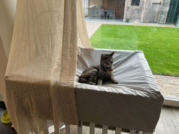 Boxhoes-met-kat-2025 Boxhoes