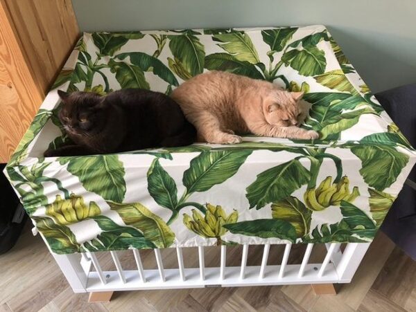 boxhoes-met-bananenblad-en-2-katten Boxhoes